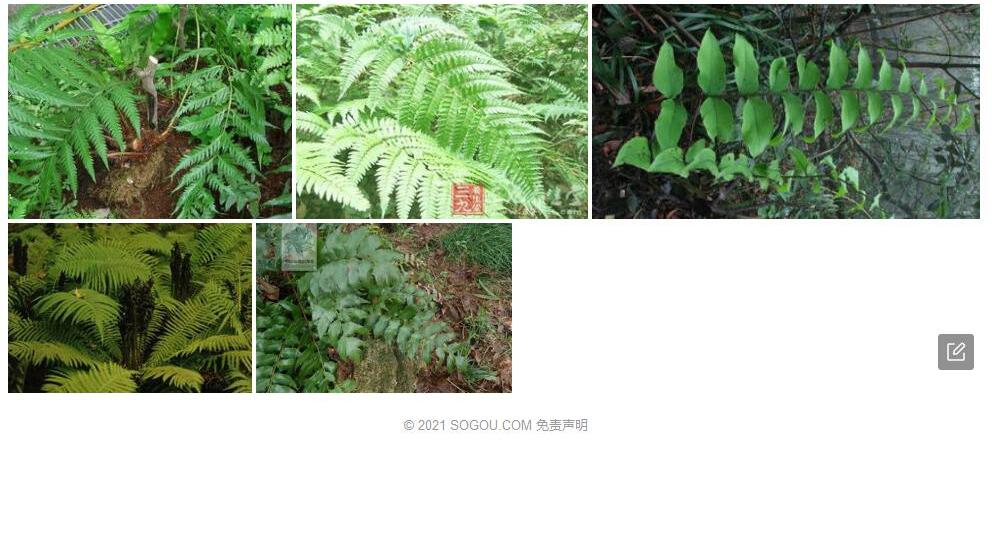 惠水贯众照片和图片/