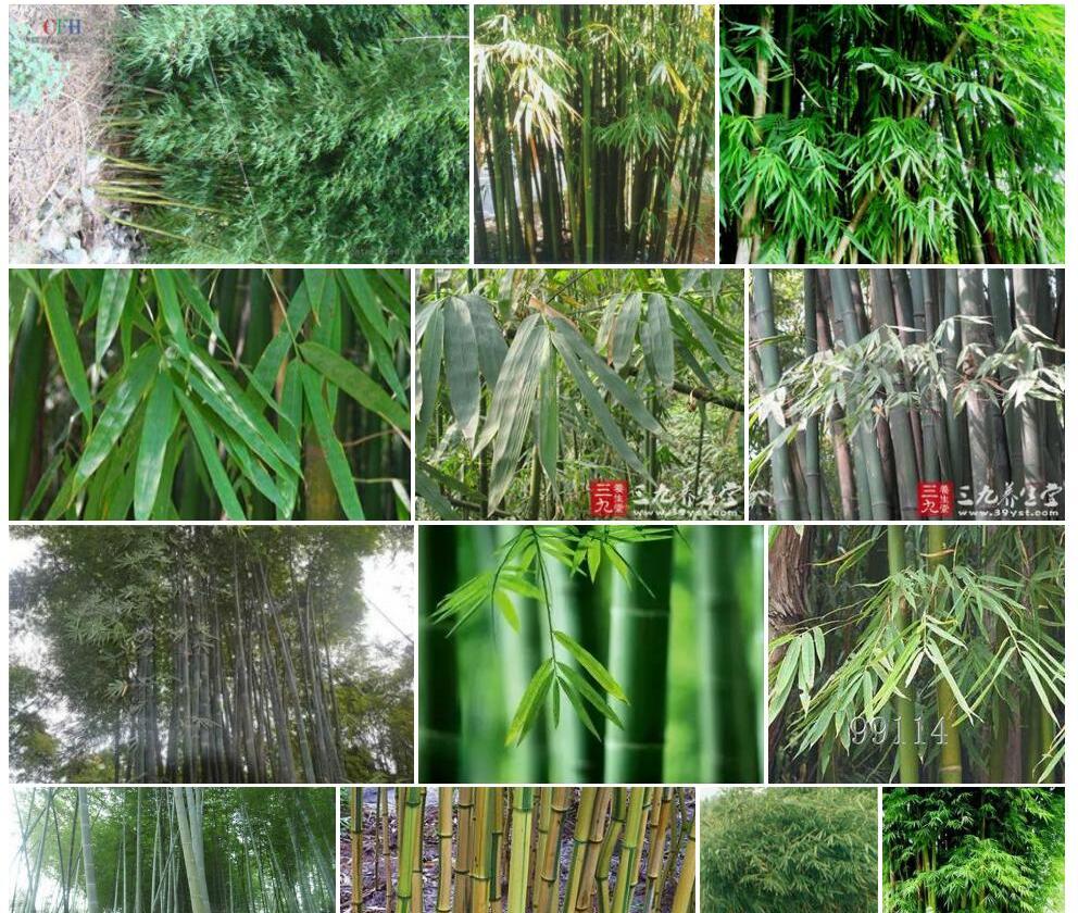 慈竹（原栽培变种）照片和图片/