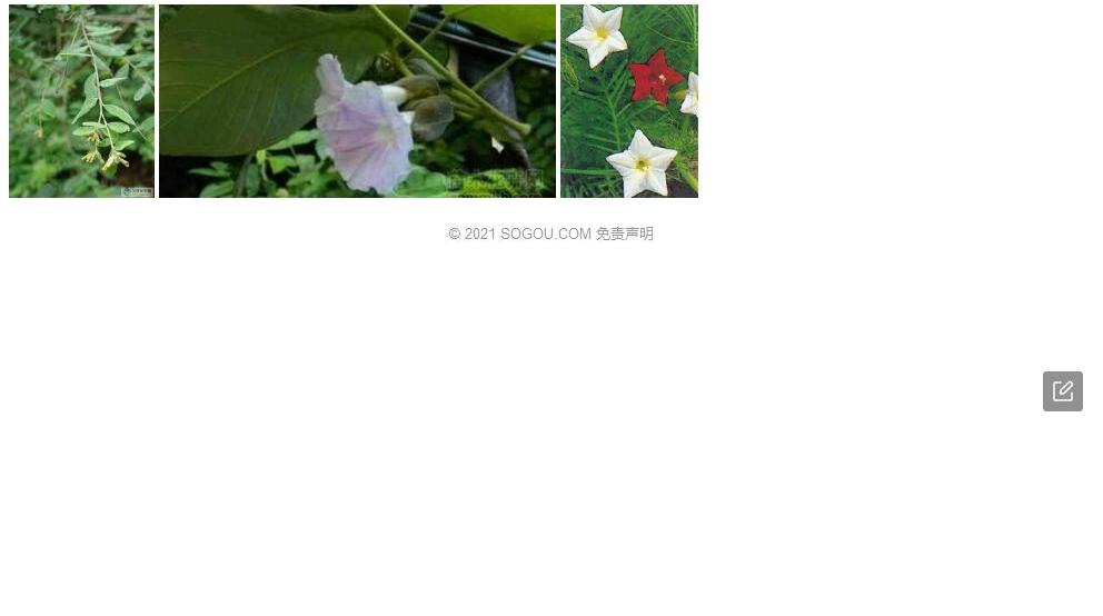 懋功荛花照片和图片/