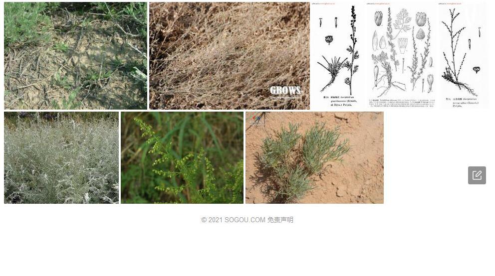 戈壁绢蒿照片和图片/