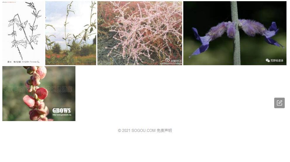 戟叶滨藜照片和图片/