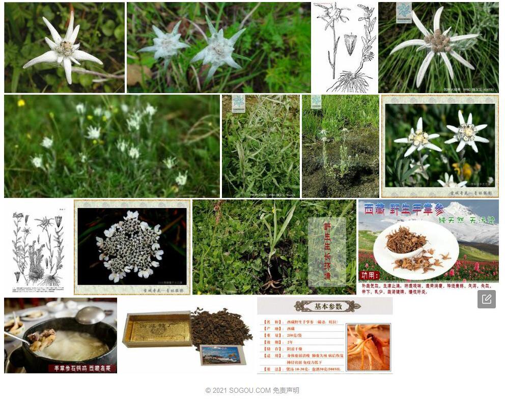 戟叶火绒草照片和图片/