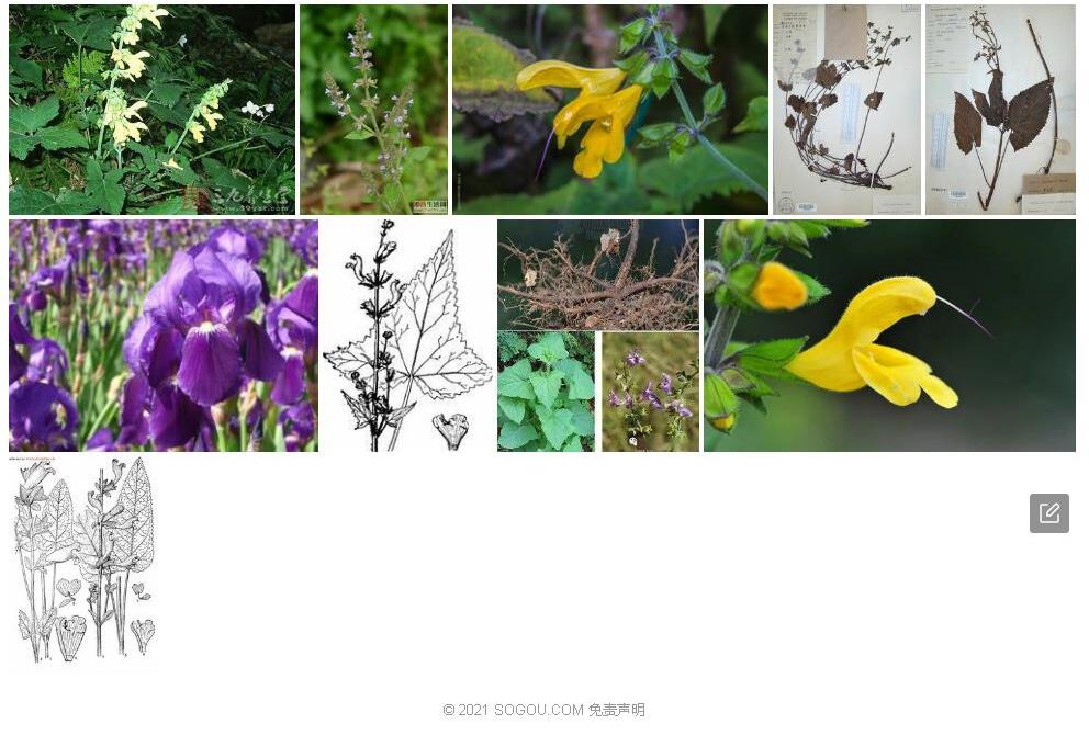 戟叶鼠尾草照片和图片/