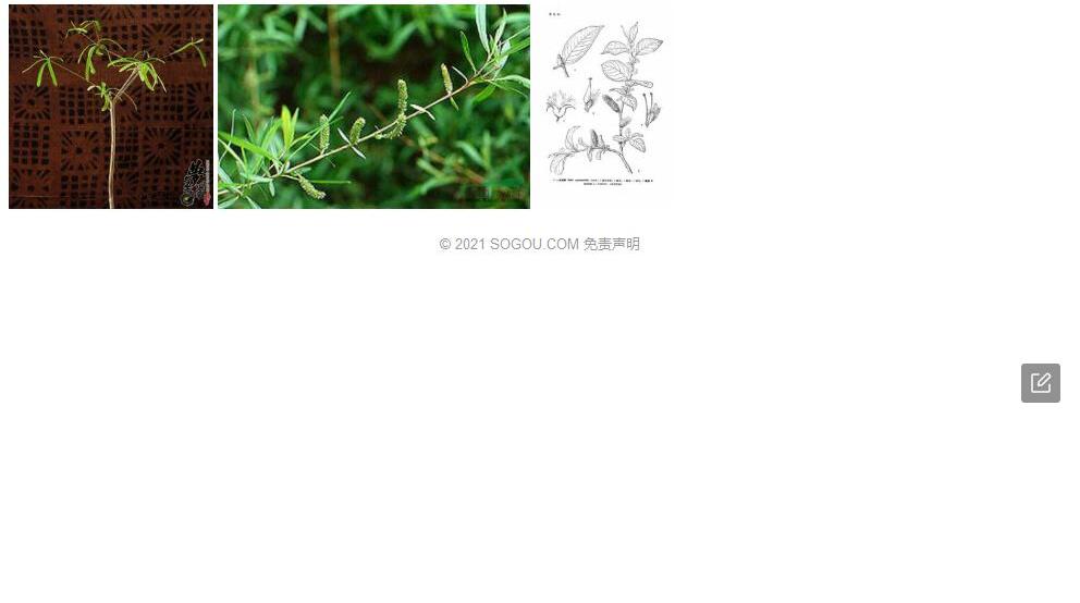 戟柳照片和图片/