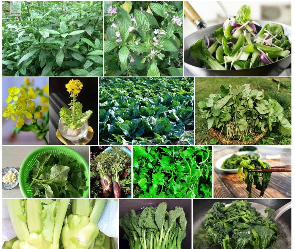 截头紫云菜照片和图片/