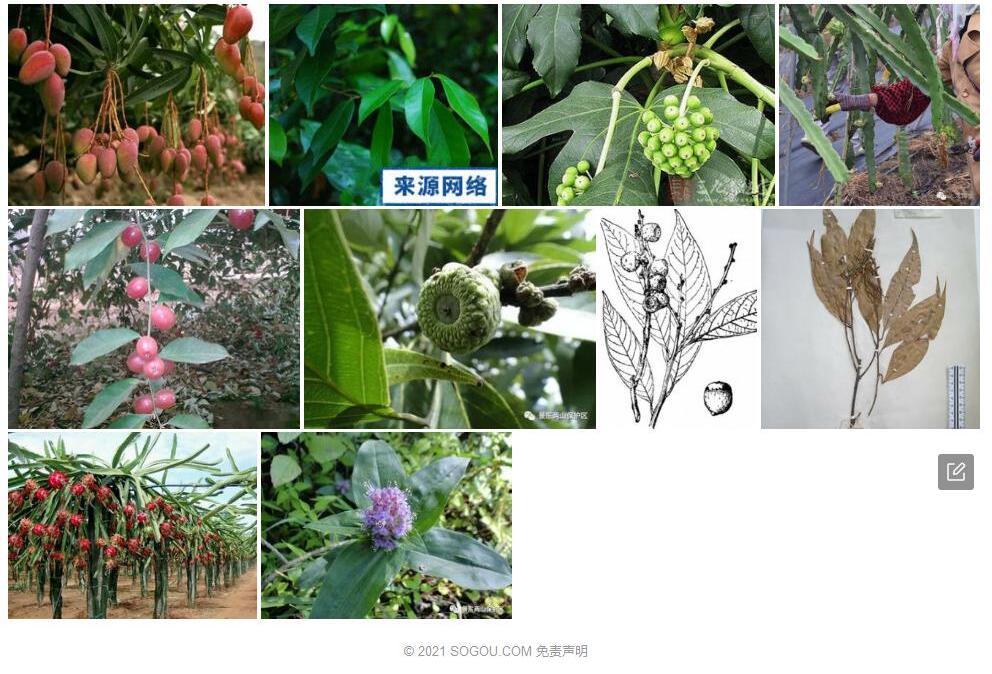截果柯照片和图片/