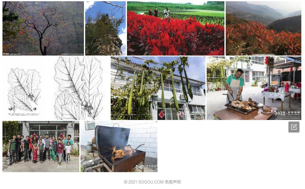 房山栎照片和图片/