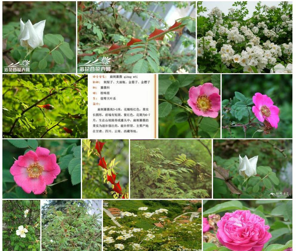 扁刺蔷薇照片和图片/