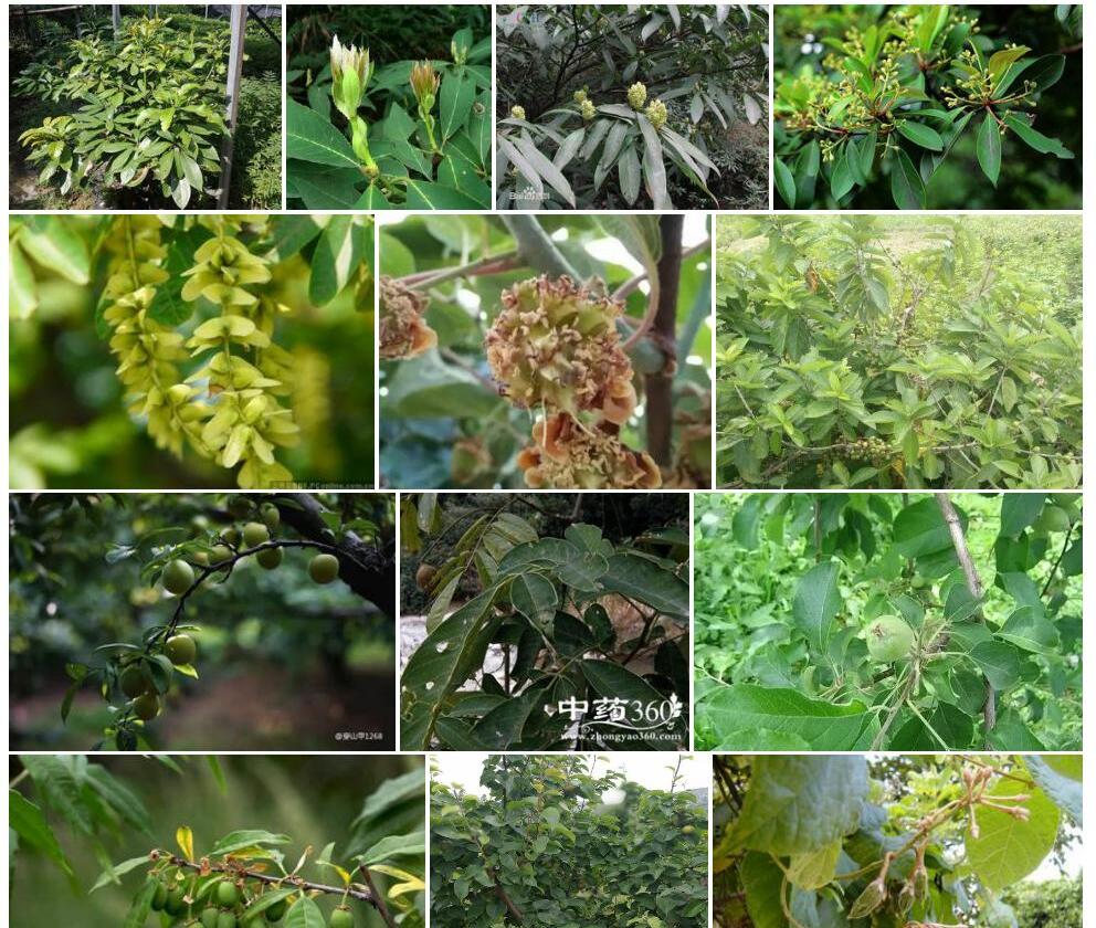扁果润楠照片和图片/