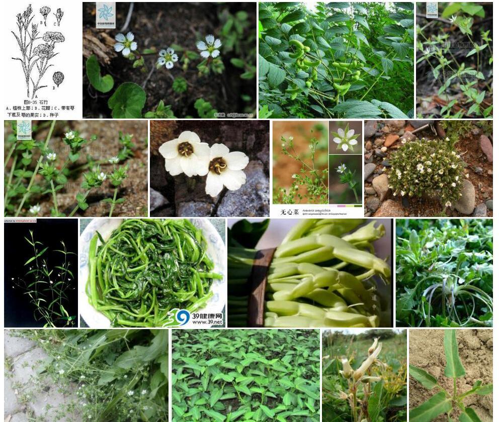 扁翅无心菜照片和图片/