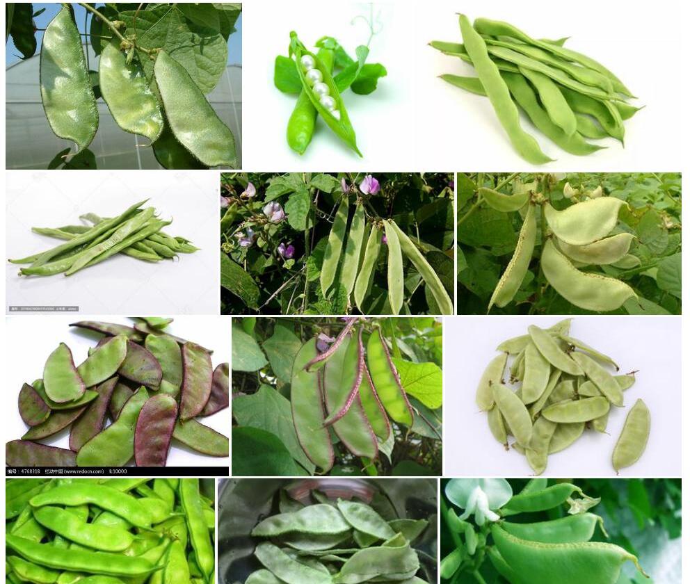 扁豆照片和图片/