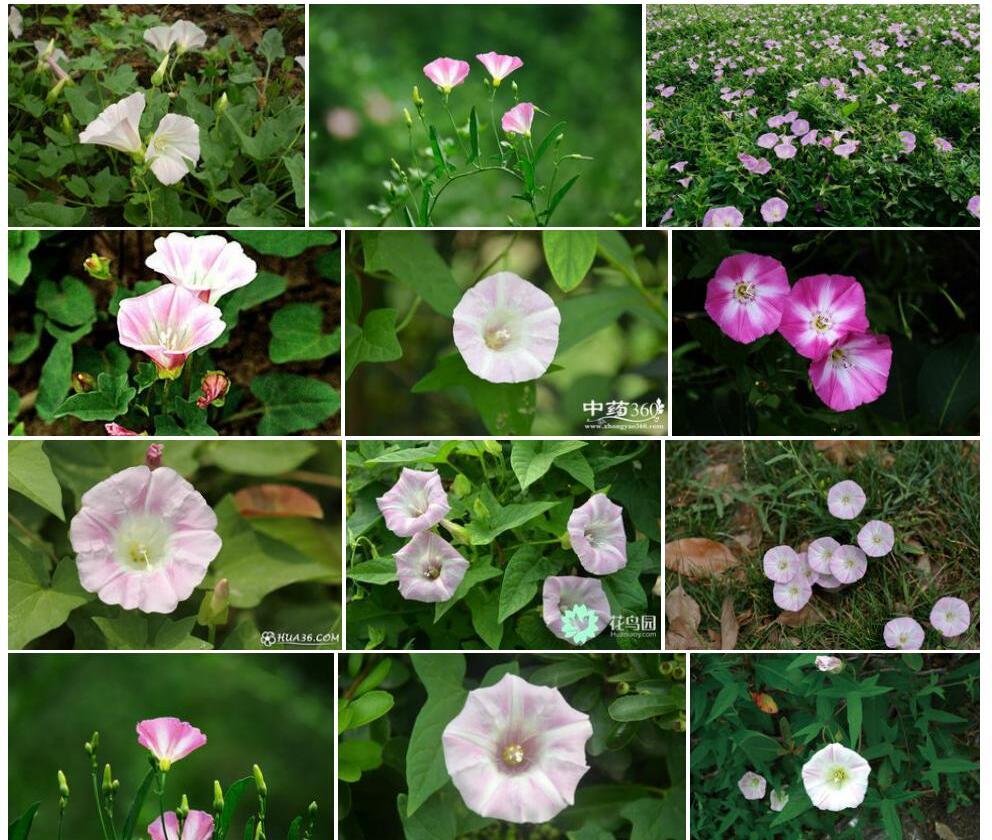 打碗花照片和图片/