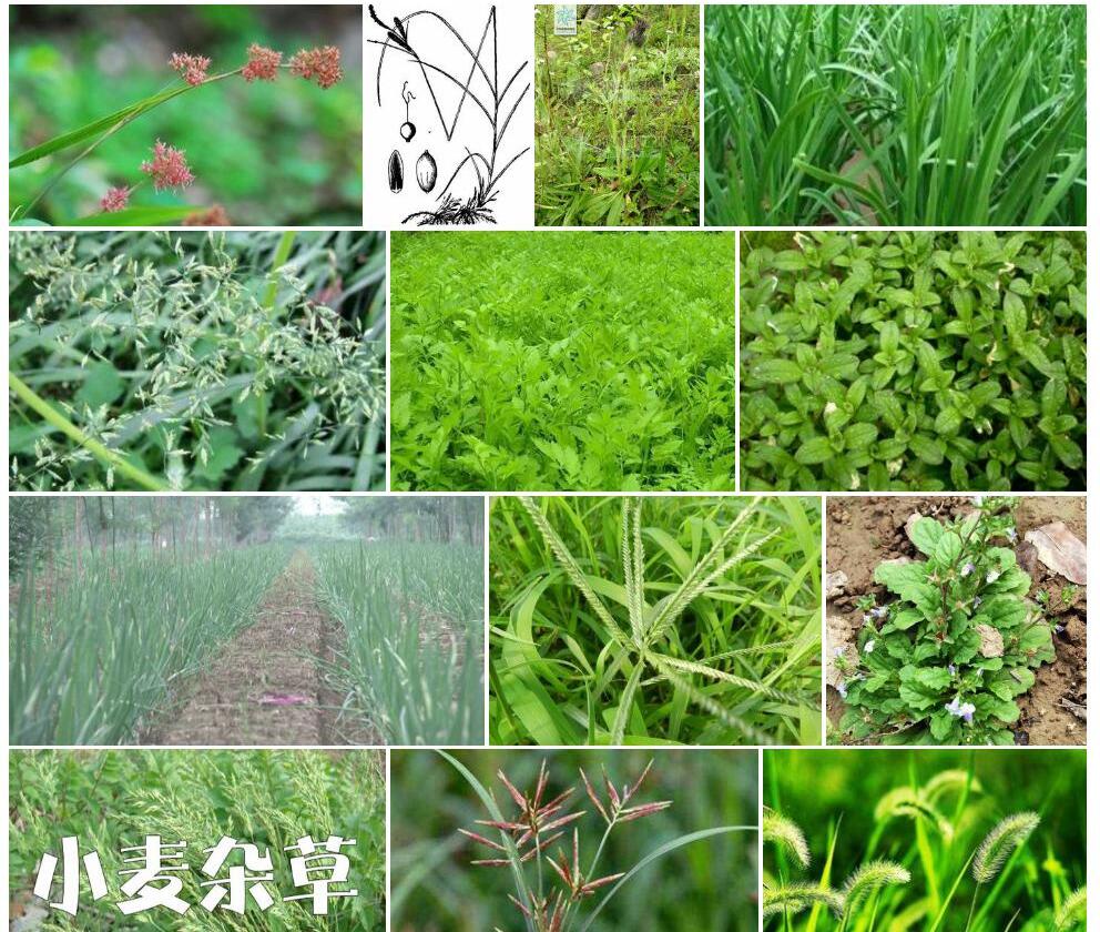 打箭薹草照片和图片/