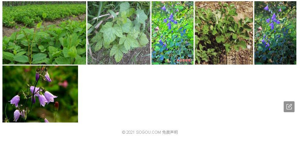 扫帚沙参照片和图片/