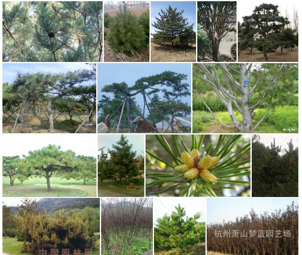 扫帚油松照片和图片/