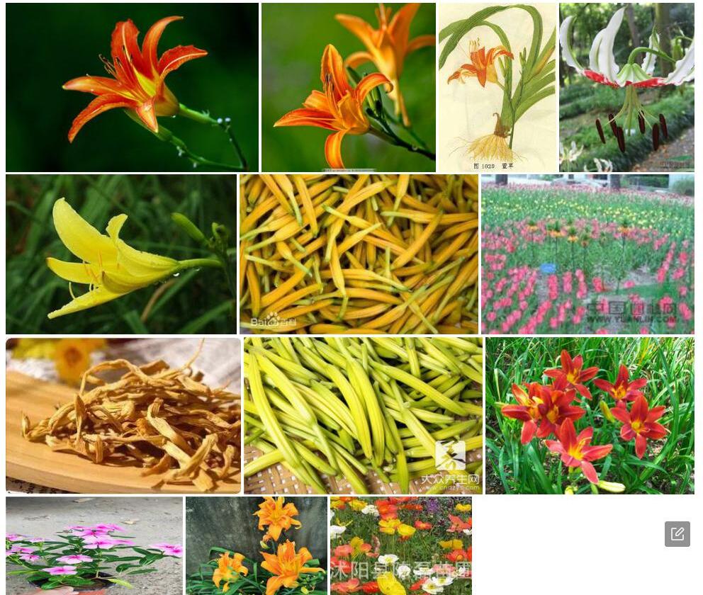 折叶萱草照片和图片/
