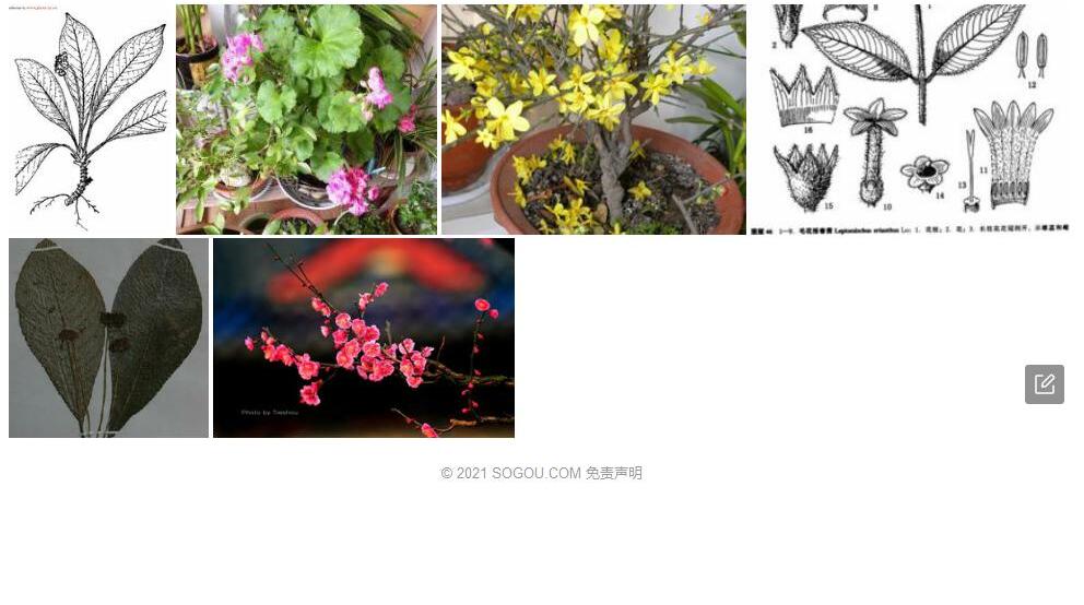 报春茜照片和图片/