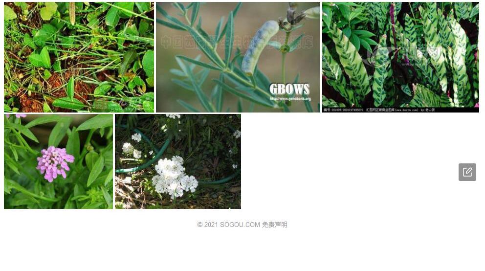 披针叶屈曲花照片和图片/