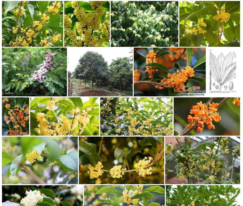 披针叶山桂花照片和图片/