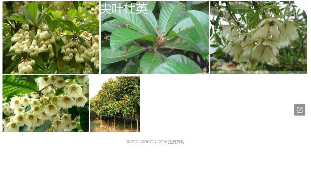 披针叶杜英照片和图片/