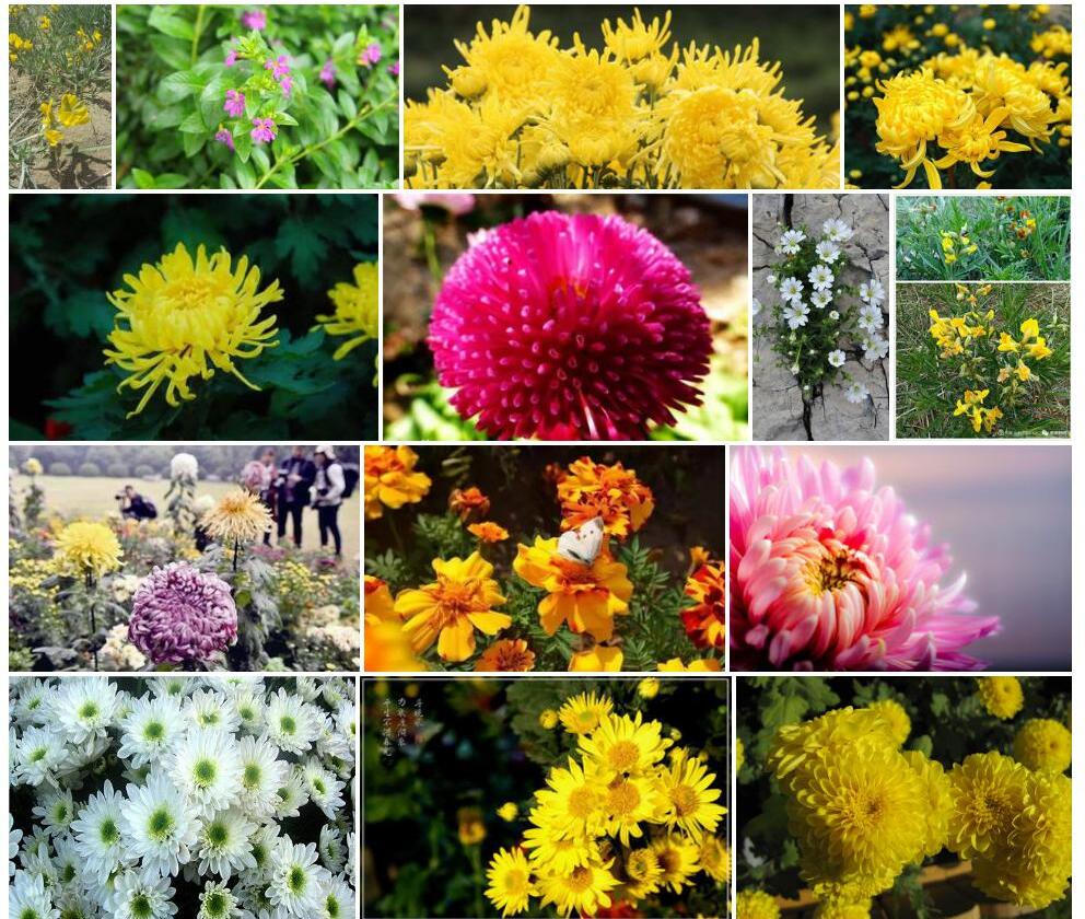 披针叶花佩菊照片和图片/