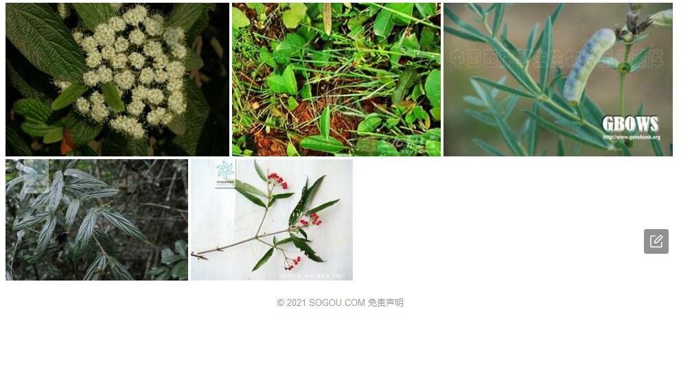 披针叶荚蒾照片和图片/