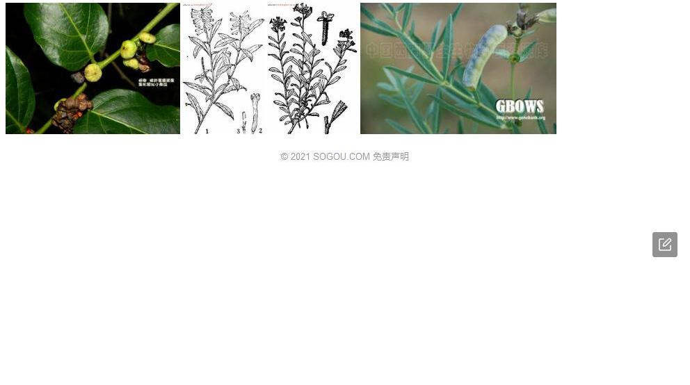 披针叶荛花照片和图片/