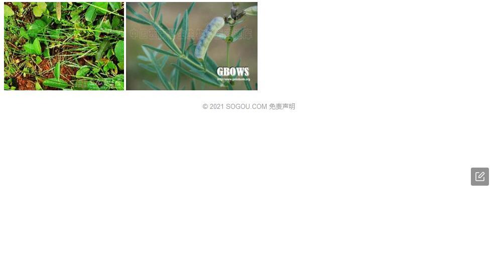 披针叶青藤照片和图片/