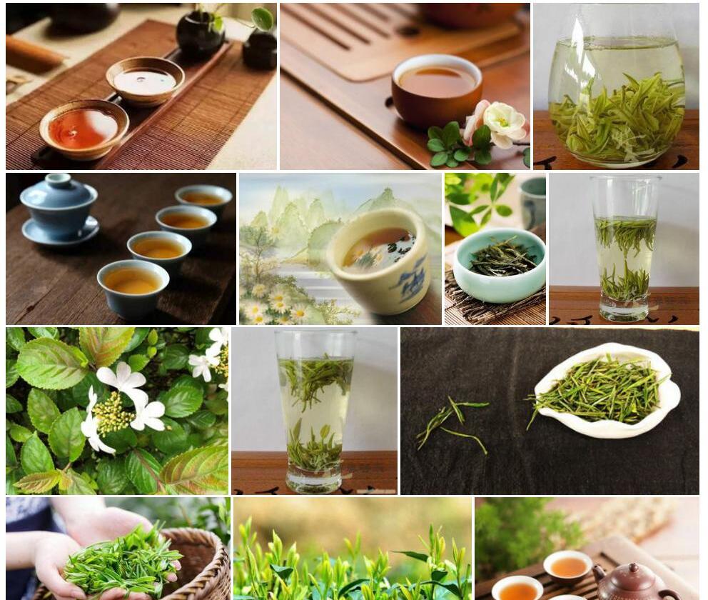 抱茎短蕊茶照片和图片/
