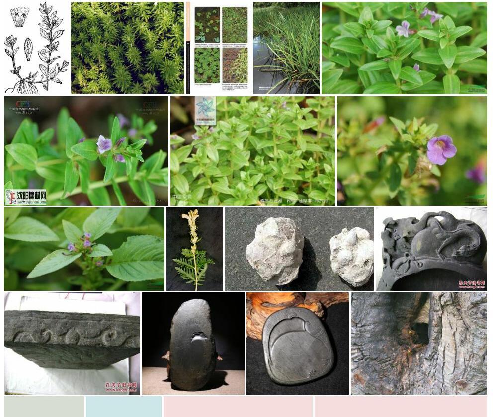 抱茎石龙尾照片和图片/