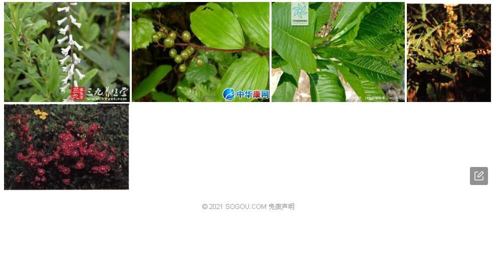 抱茎鹿药照片和图片/