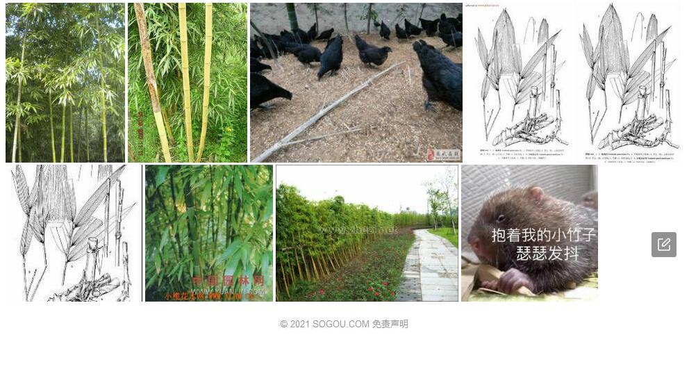 抱鸡竹照片和图片/