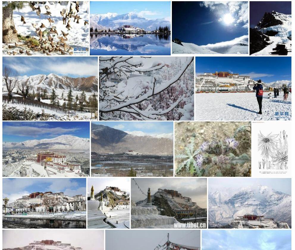 拉萨雪兔子照片和图片/
