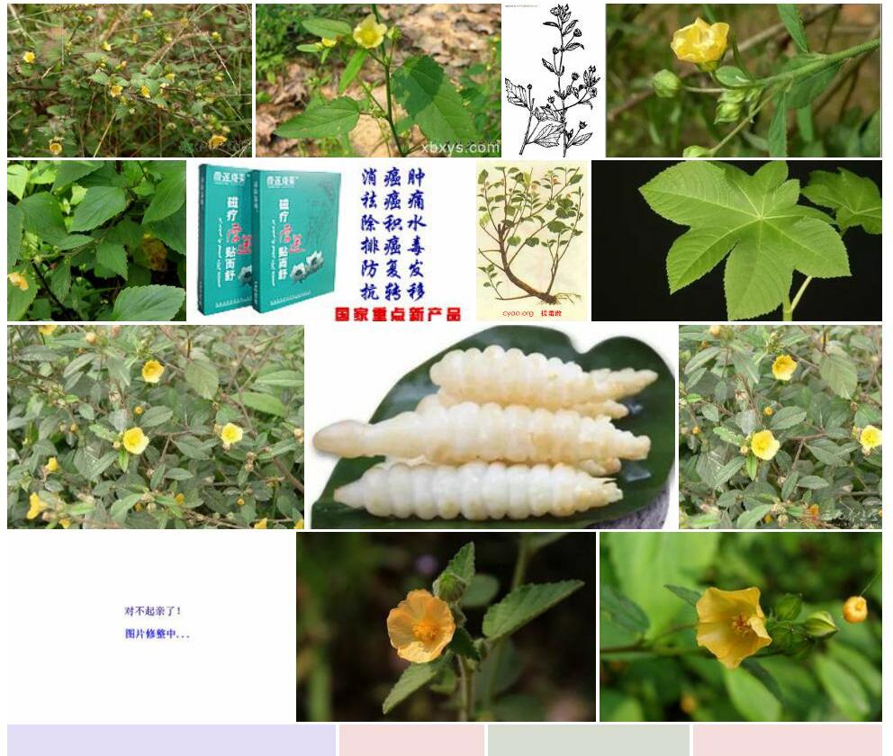 拔毒散照片和图片/