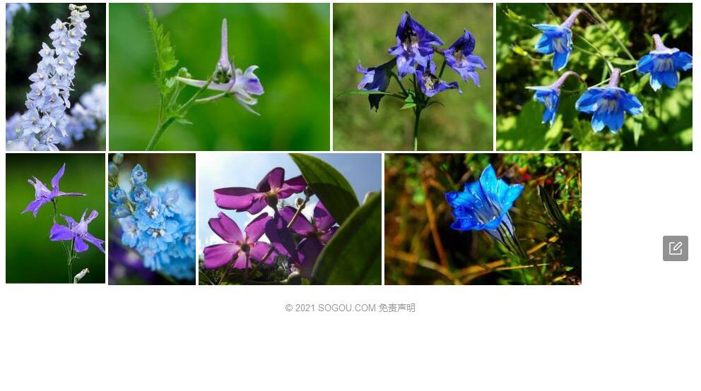 拟冰川翠雀花照片和图片/