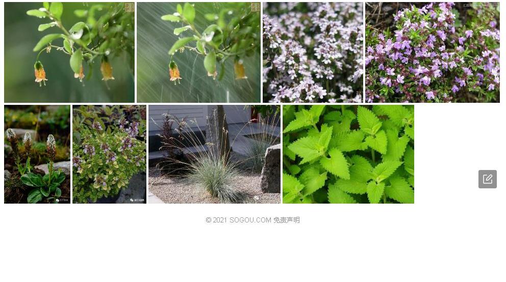 拟百里香照片和图片/