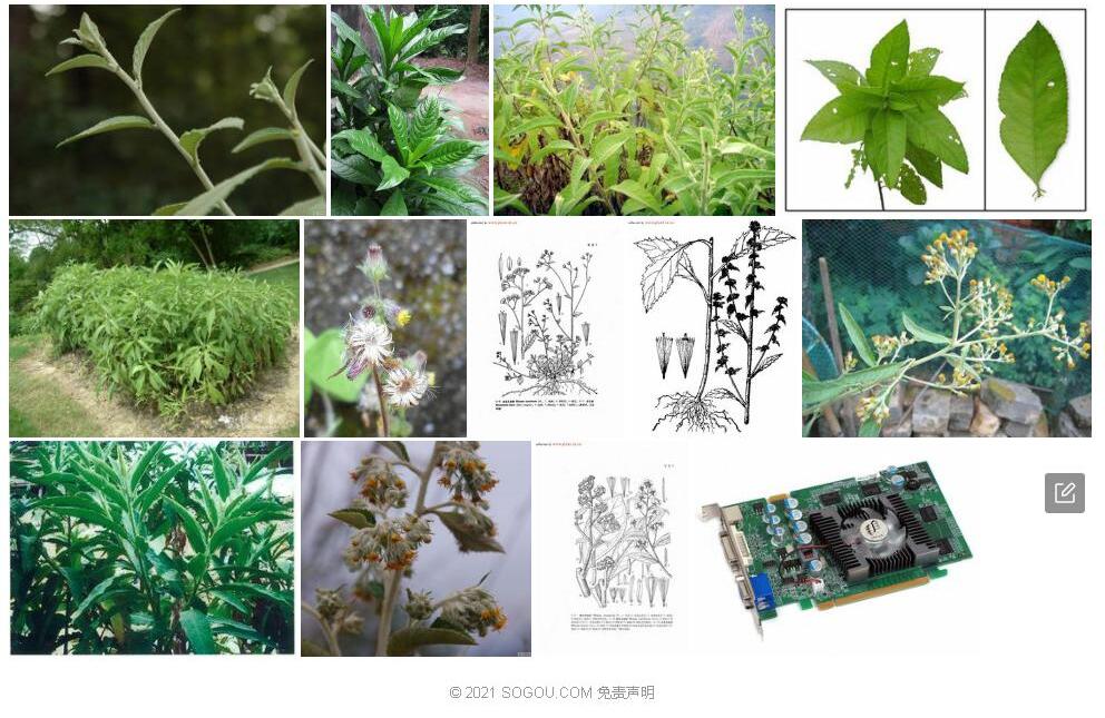 拟艾纳香照片和图片/