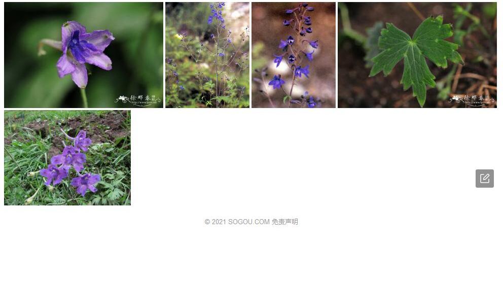 拟螺距翠雀花照片和图片/