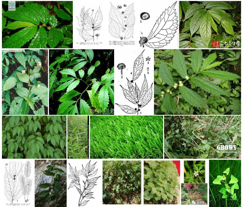 拟骤尖楼梯草照片和图片/