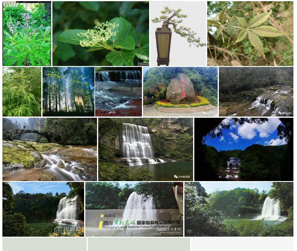 拟黄荆照片和图片/