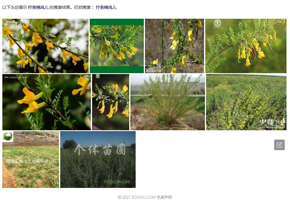 拧条锦鸡儿照片和图片/