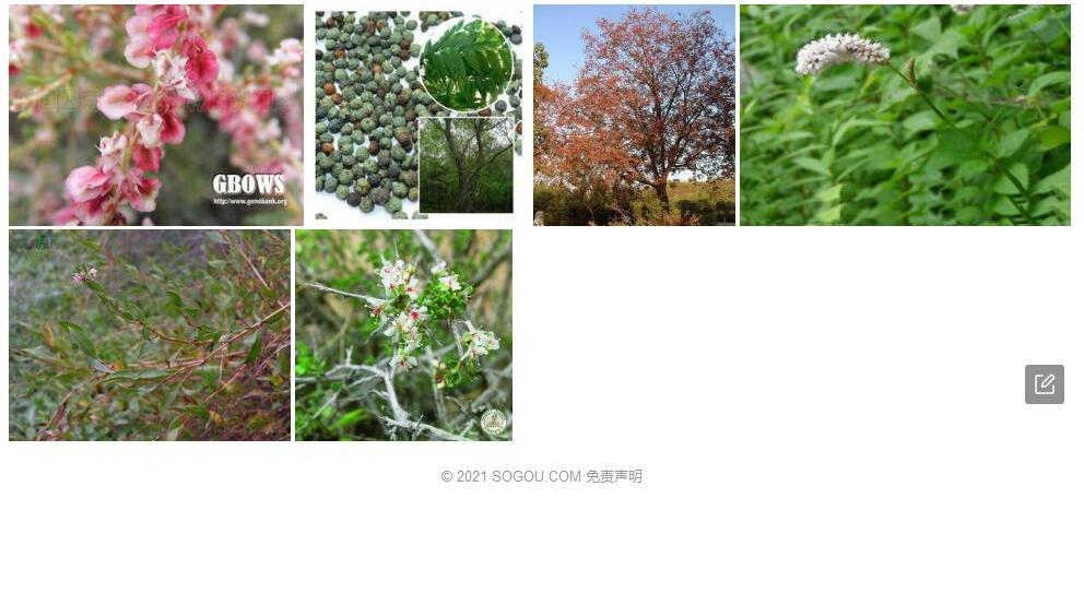 拳木蓼照片和图片/
