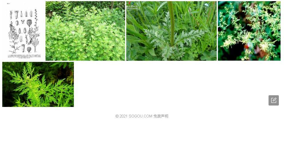 指裂蒿照片和图片/