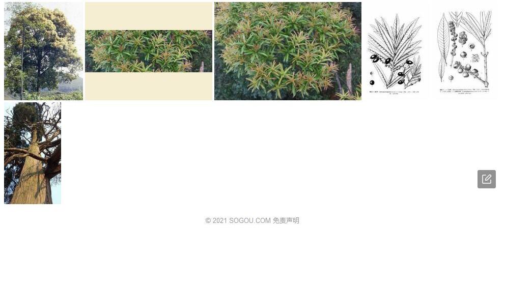 挺叶柯照片和图片/