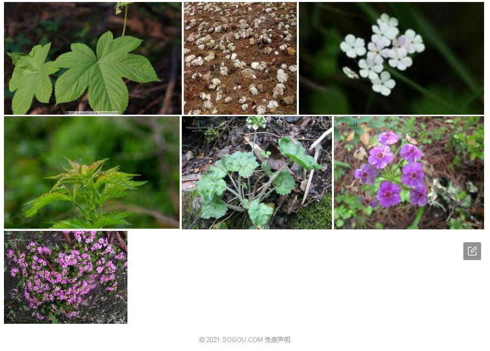 掌叶点地梅照片和图片/