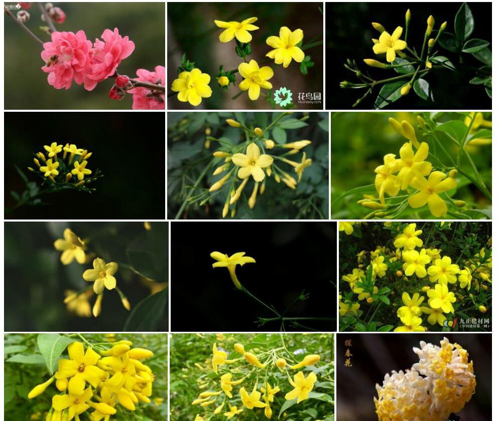 探春花照片和图片/