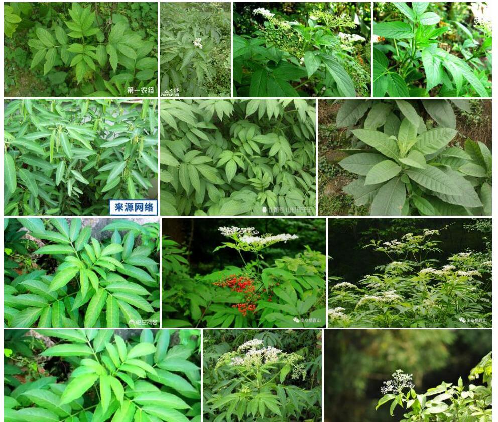 接骨草照片和图片/