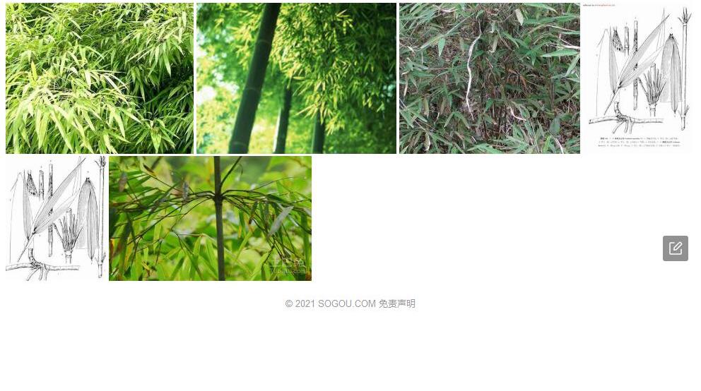 撕裂玉山竹照片和图片/