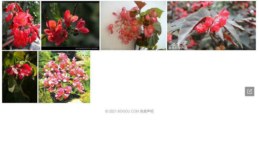 撕裂秋海棠照片和图片/