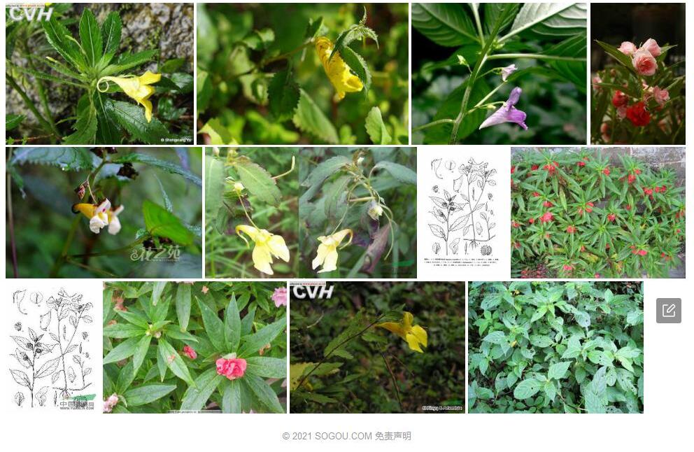 撕裂萼凤仙花照片和图片/